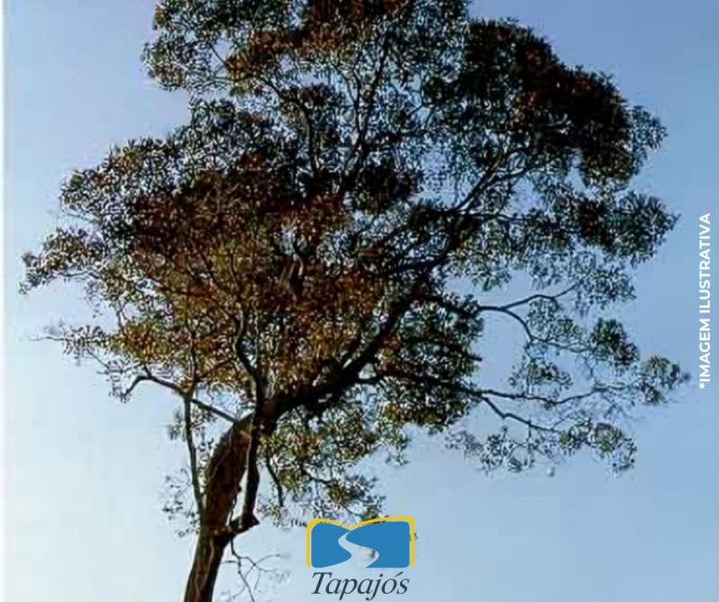 Madeira de Massaranduba