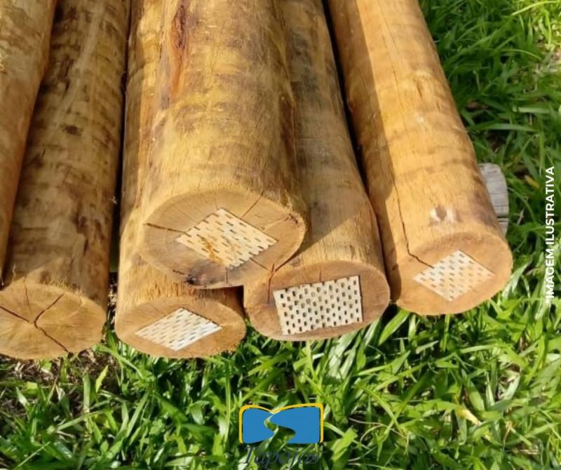 Características do Eucalipto Tratado